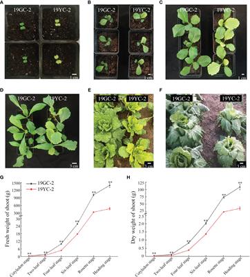 Effects of different light intensity on leaf color changes in a Chinese cabbage yellow cotyledon mutant